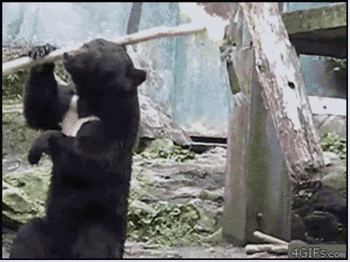 Kumpulan Gambar Bergerak Animasi Gif Lucu Dan Unik Goresan Kumpulan Gambar Bergerak Animasi Gif Lucu Dan Unik Goresan