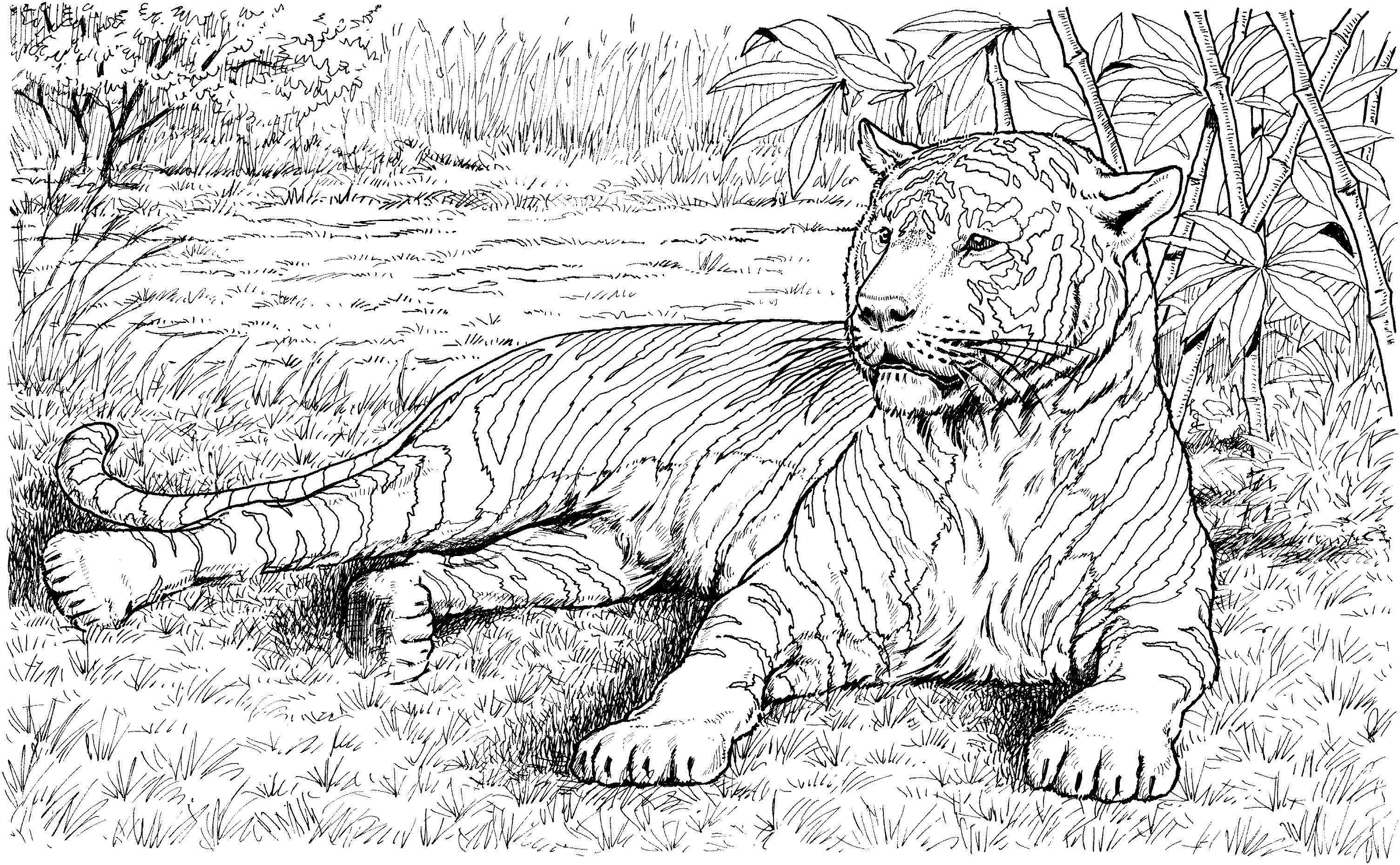 Download Free Tiger Coloring Pages