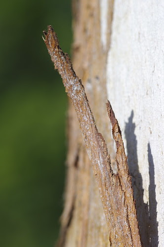 Sigma 105mm f/2.8 1:1 Ex DG Macro on Tree