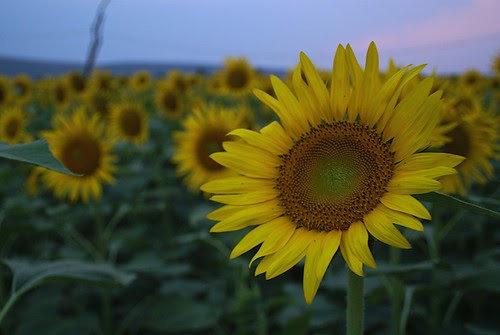Sunflowers