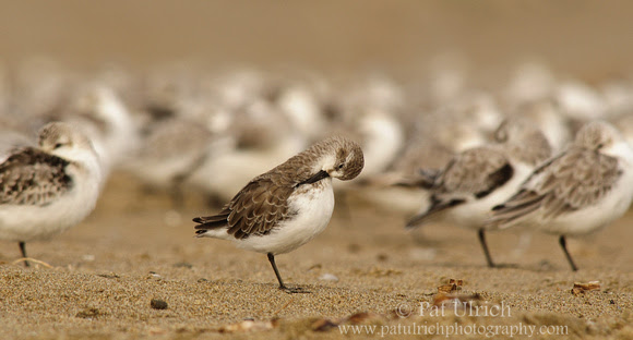 Photograph of one sandpiper isolated from the flock in Point Reyes National Seashore