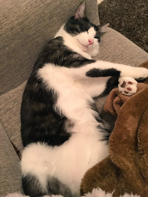 だらしなくてかわいいデブ猫たち Twiggy Twiggy