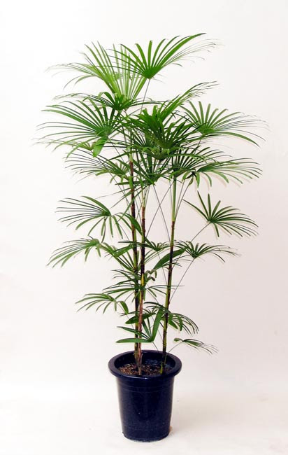 雲南シュロチク 中鉢 観葉植物
