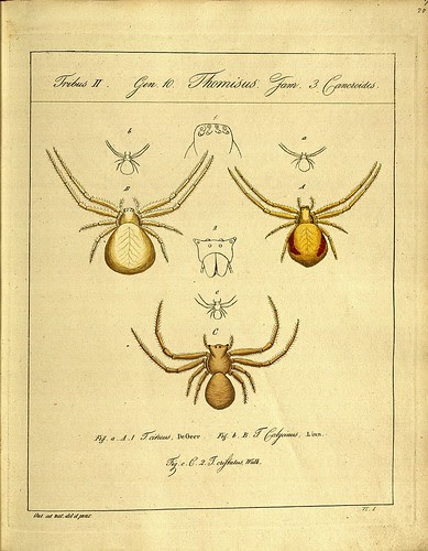 Thomisus Cancroides