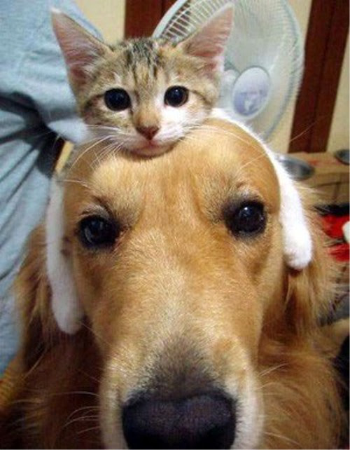これは癒される 世界一かわいいヘッドホンをした犬がいる じゃみログ 雑学 トリビア 裏話