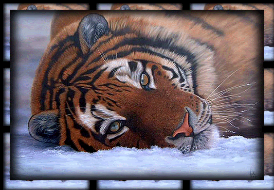 JOIN SAVE THE TIGERS
