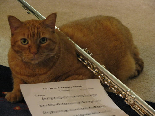 Pumpkin hates the flute.