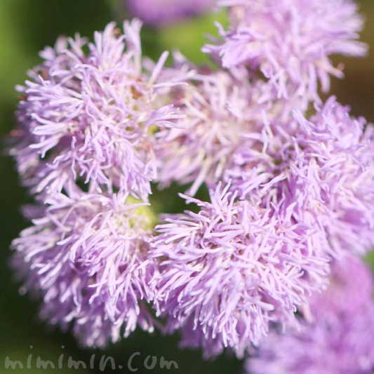 アゲラタム オオカッコウアザミ の花言葉 誕生花 みみみんブログ