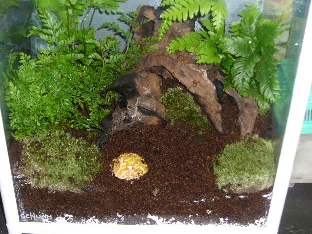 プレコ コリドラスやカメレオンも専門店の通販で 熱帯魚から爬虫類 両生類までお任せ 石と泉のあくあぶろぐ