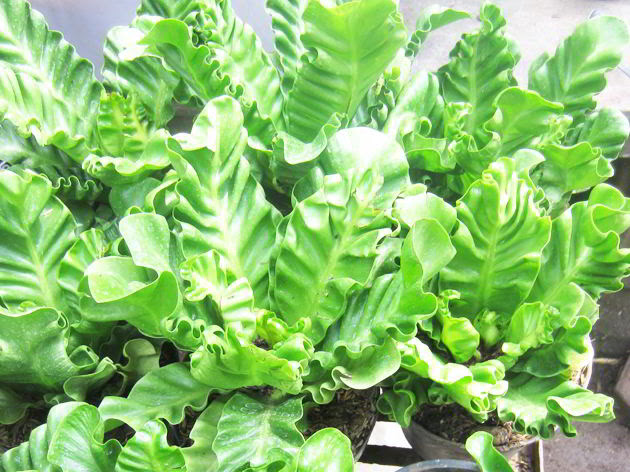 30 iJenisi iTanamani iHiasi Untuk TAMAN DINDING Vertikal iBesertai 30 iJenisi iTanamani iHiasi Untuk TAMAN DINDING Vertikal iBesertai