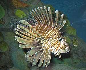 A Red Lionfish (Pterois volitans) at the New E...