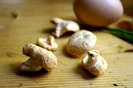 Lucy S Kitchen Notebook Pied De Mouton The Hedgehog Mushroom
