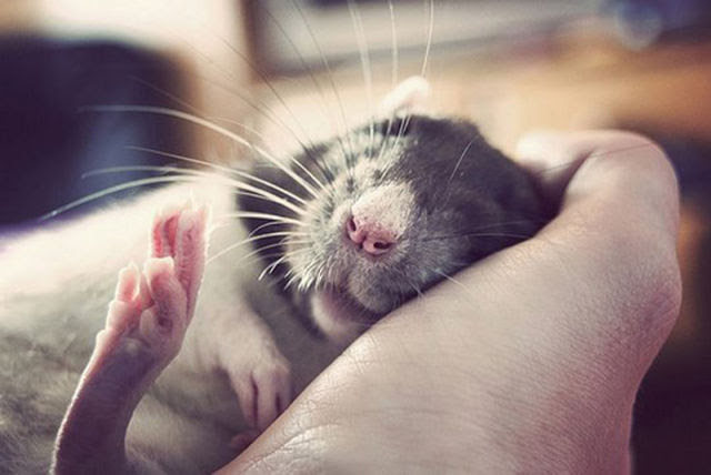 Cutest Rat You