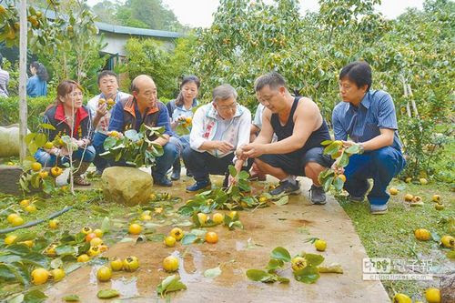 台风 鲇鱼 重创果农全台农业损失逾10亿台币 新浪新闻