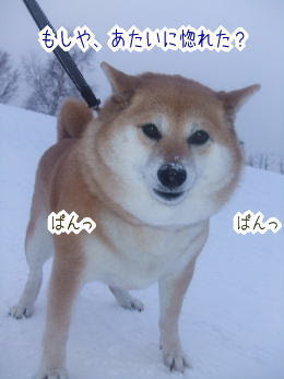 おデブの利点 柴犬カンチの足跡日記