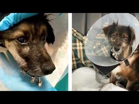 The story of the abandoned little warrior with many injuries.