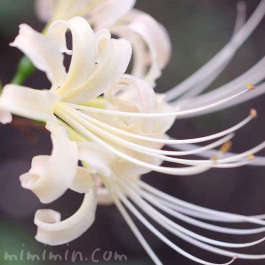 シロバナマンジュシャゲ リコリス の花の写真 花言葉 名前の由来 みみみんブログ