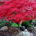 Dwarf Maple Tree Nz - This rare and desirable dwarf tree is slow growing with thin elegant branches.