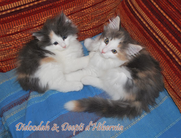 Un Chat Norvegien C Est Quoi Exactement Son Physique Son Caractere Son Entretien Ses Couleurs Tout Savoir Sur Ce Chat Fabuleux