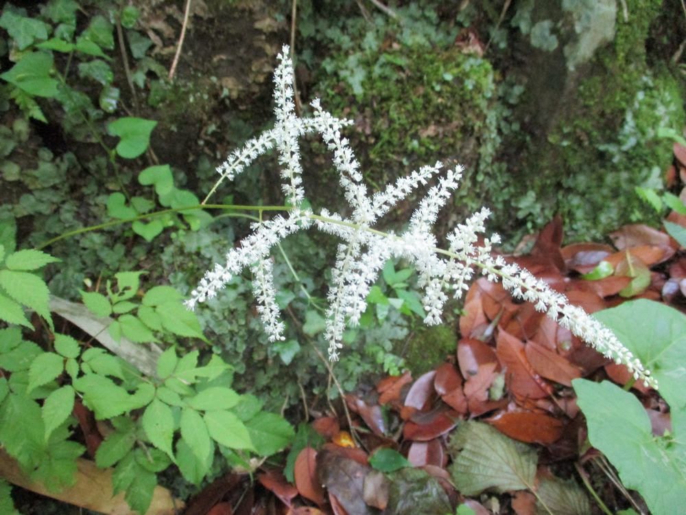 白い花
