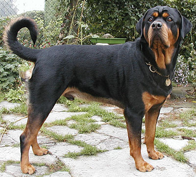 Rottweiler Top Dog