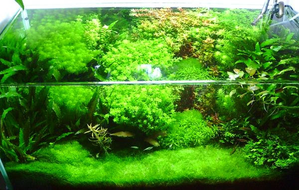 水草と水槽