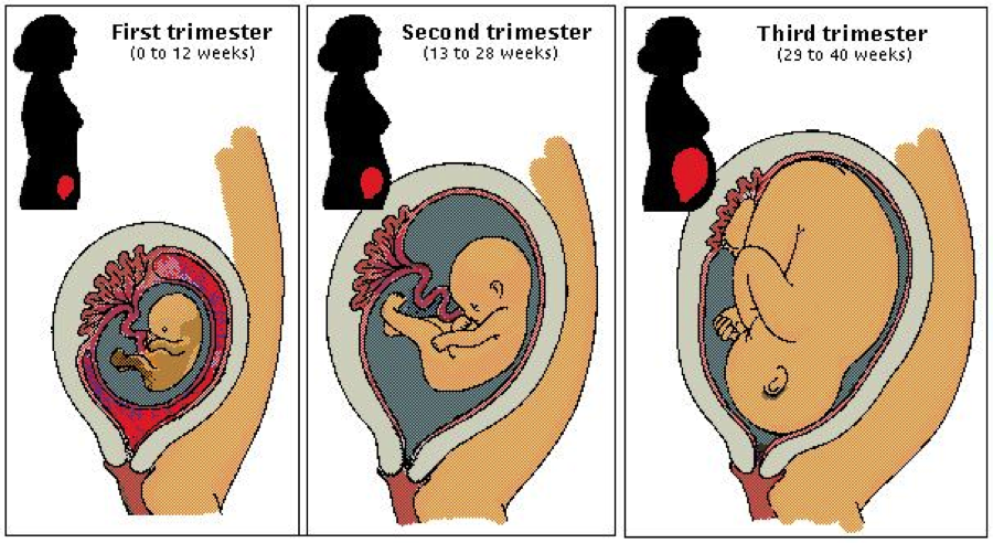 Uterus During Pregnancy: Its Size, Changes And Role