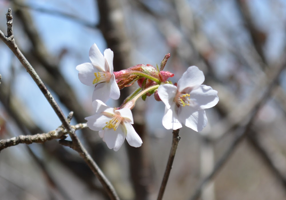 日本海側に多い野生種の低木の桜 オクチョウジザクラ 山形市野草園