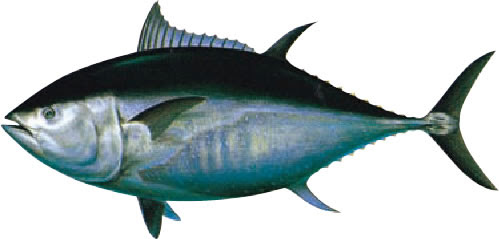 Q マグロの種類を教えて下さい よくある質問 極洋水産株式会社