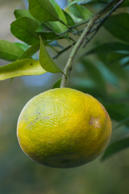 garden citrus