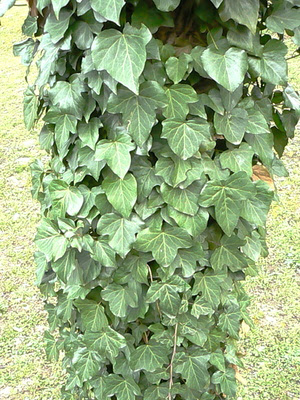 poison oak rash pictures. Poison Ivy or Poison Oak