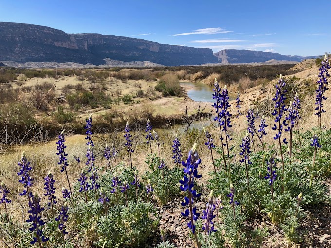 Bluebonnets overlooking the Rio Grande and Santa Elena Canyon in Big Bend National Park, Texas [4032x3024][OC] - HQ Earth Landscapes Photo