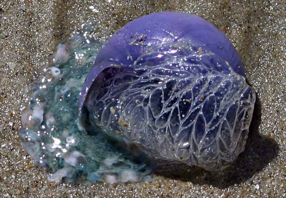 Violet Sea Snails a unique purple anima;