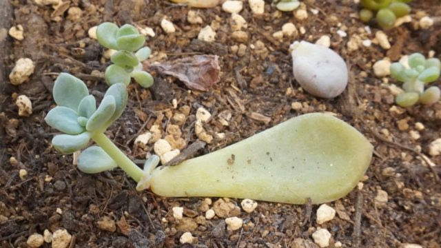 多肉植物を葉挿しから大きく育てる方法 お気に入りの子を増やそう ここねあんてな