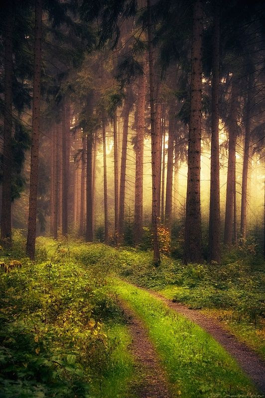 .Mystic forest in Vogtland Saxony,Germany .