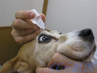 犬の白内障の目薬は本当に効かないのか 府中市くじら動物病院 院長ブログ