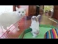 Baby Rabbits For Sale In Ohio