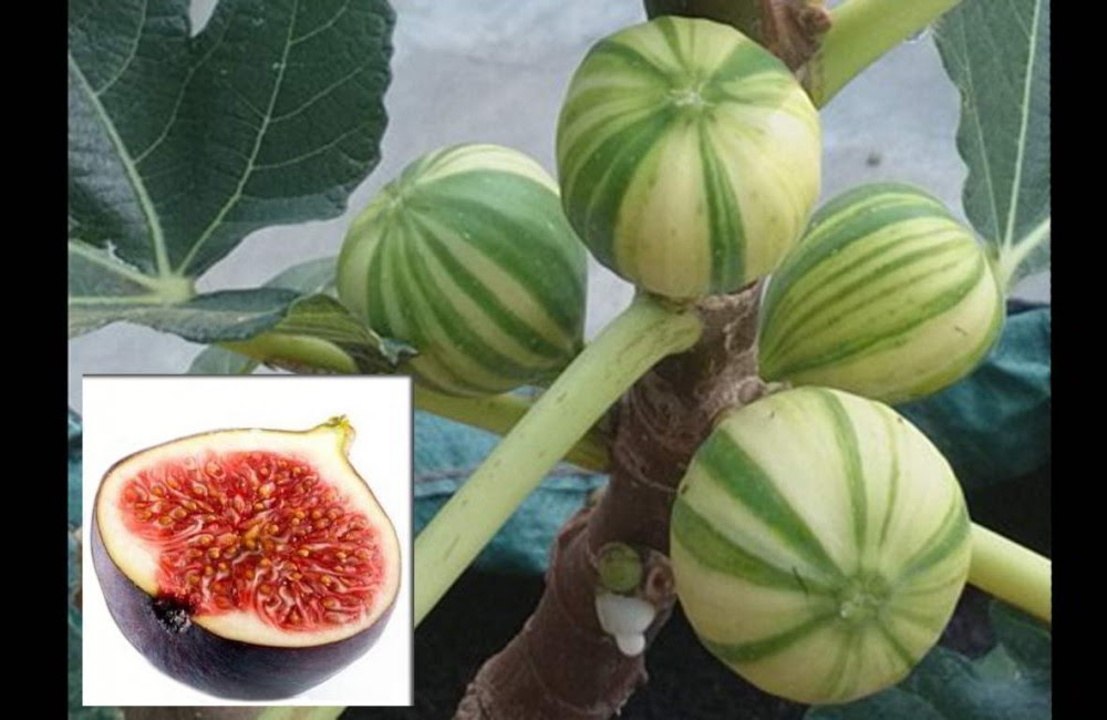 Kandungan Gizi dan Manfaat Buah Tin Untuk Kesehatan Kandungan Gizi dan Manfaat Buah Tin Untuk Kesehatan
