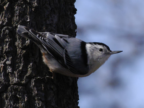 nuthatch d100