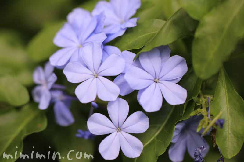 プルンバーゴ ルリマツリ の花言葉 名前の由来 誕生花 みみみんブログ