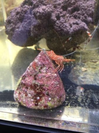 コケ取り道 海水編 アクアスペース東大阪店ブログ