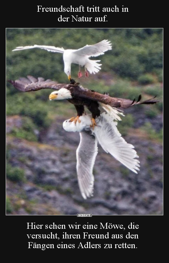Freundschaft Tritt Auch In Der Natur Auf Lustige Bilder