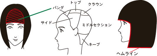 頭の各部分の呼び方