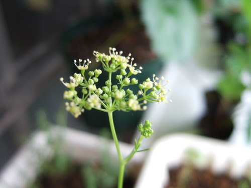 ベランダ菜園 イタリアンパセリに花