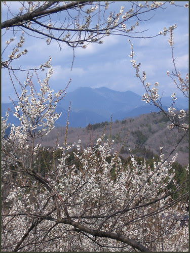 11 plum spring and mountains