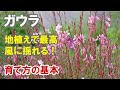 画像をダウンロード ガウラ 種類 123587