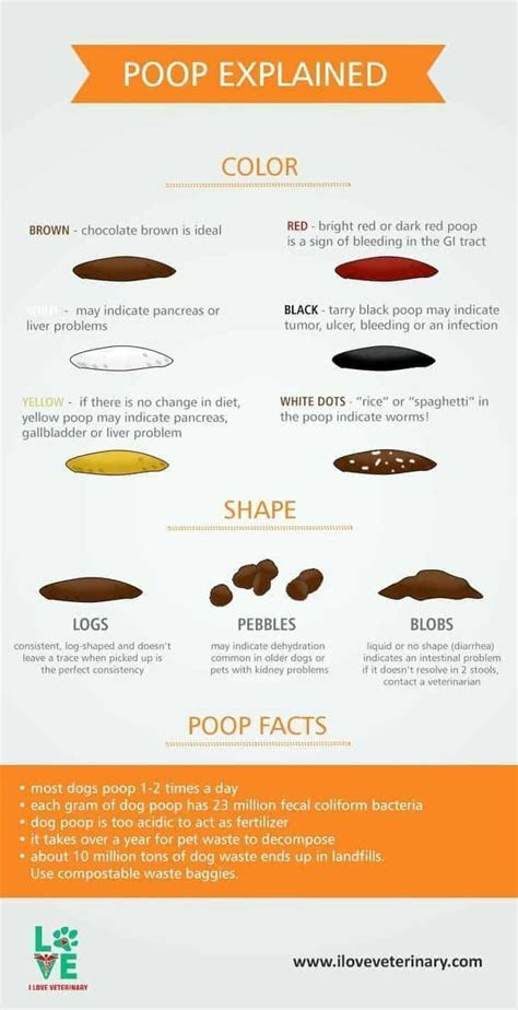  the dog poop color chart explained vet medicine pet health vet
