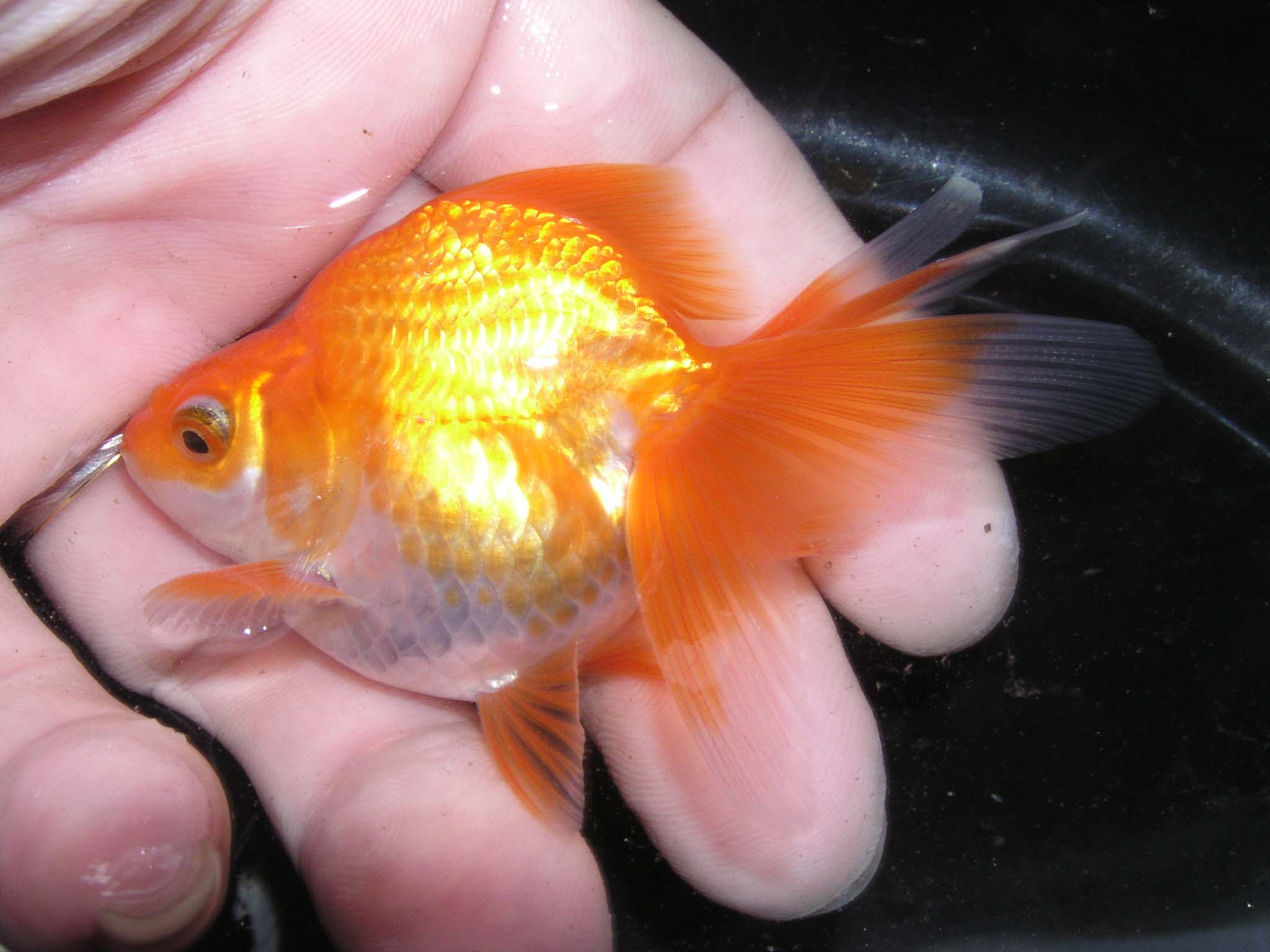 大きくならない琉金 金魚が好きですかぁ 酔魚会の会長日記へようこそ