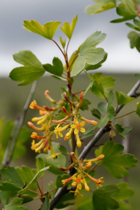Ribes aureum_9638