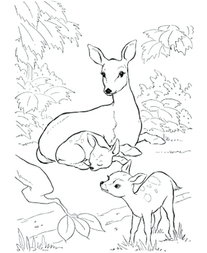 Cute Deer Coloring Pages at GetColorings.com | Free ...